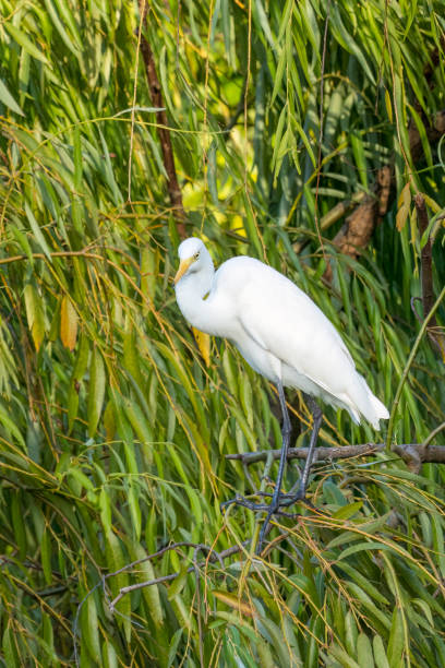 istock Close-up of a standing great egret 1460502279