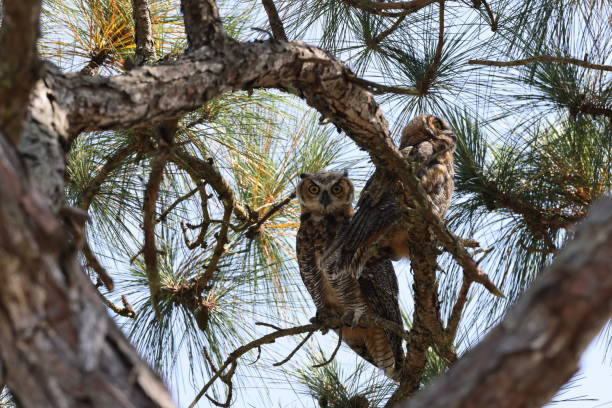istock Young Great Horned Owl  Florida USA 1460503335
