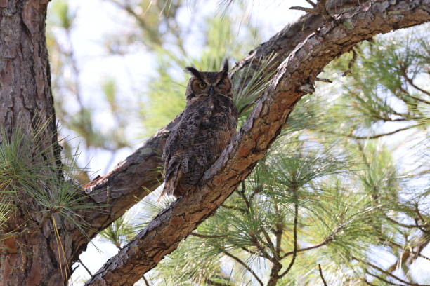 istock Great Horned Owl  Florida USA 1460503380