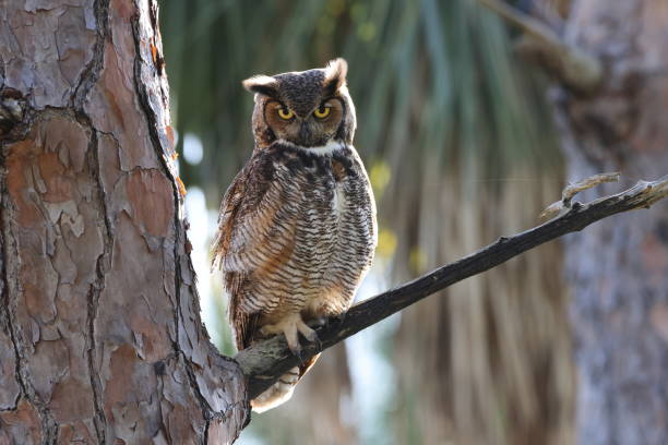 Great Horned Owl  Florida USA
