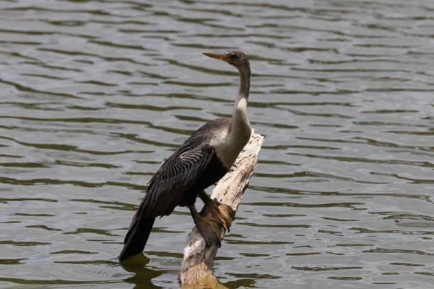 istock American darter  Venice Area Audubon Society Florida 1460503797
