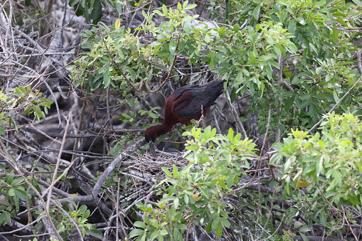 Glossy Ibis Venice Area Audubon Society Florida