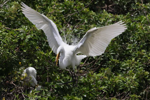 wielka czapla, wenecja, stany zjednoczone, audubon society, floryda - great white heron snowy egret heron one animal zdjęcia i obrazy z banku zdjęć