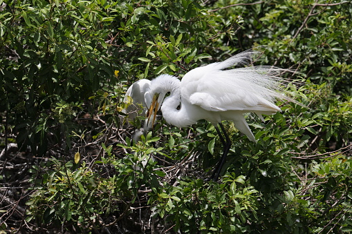Great Egret Venice Area Audubon Society Florida