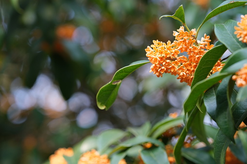 orange color Osmanthus fragrans flower on tree with bokeh