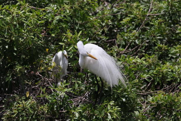 wielka czapla, wenecja, stany zjednoczone, audubon society, floryda - great white heron snowy egret heron one animal zdjęcia i obrazy z banku zdjęć