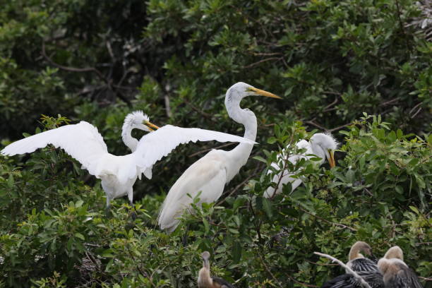 wielka czapla, wenecja, stany zjednoczone, audubon society, floryda - great white heron snowy egret heron one animal zdjęcia i obrazy z banku zdjęć
