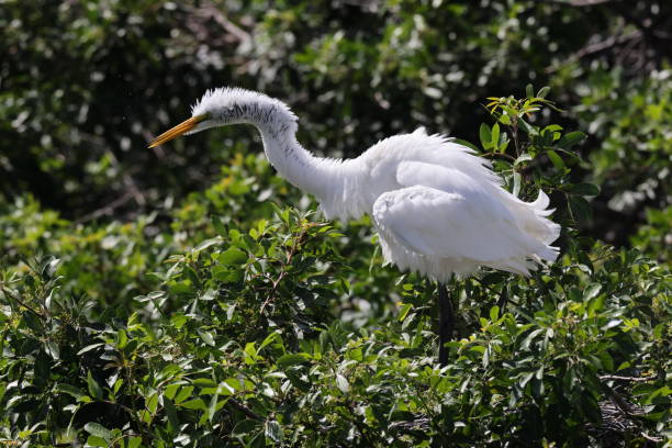 wielka czapla, wenecja, stany zjednoczone, audubon society, floryda - great white heron snowy egret heron one animal zdjęcia i obrazy z banku zdjęć