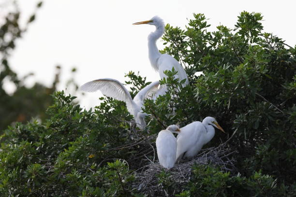 wielka czapla, wenecja, stany zjednoczone, audubon society, floryda - great white heron snowy egret heron one animal zdjęcia i obrazy z banku zdjęć