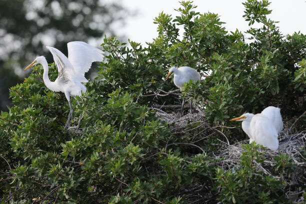 wielka czapla, wenecja, stany zjednoczone, audubon society, floryda - great white heron snowy egret heron one animal zdjęcia i obrazy z banku zdjęć