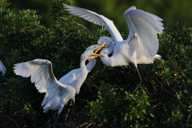 wielka czapla, wenecja, stany zjednoczone, audubon society, floryda - great white heron snowy egret heron one animal zdjęcia i obrazy z banku zdjęć