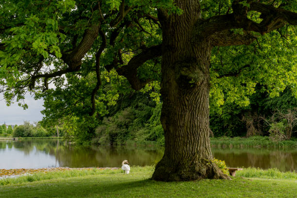 istock Nature. Lake and park. Denmark. Copenhagen. 1460506389