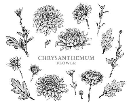Set of hand drawn luxurious Chrysanthemum flowers. Vector illustration of plant elements for floral design. Black and white sketch isolated on a white background. Beautiful bouquet of Chrysanthemums