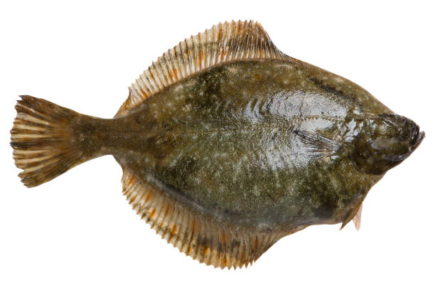 istock Fresh flounder, as if floating, isolated, on a white background 1460507584