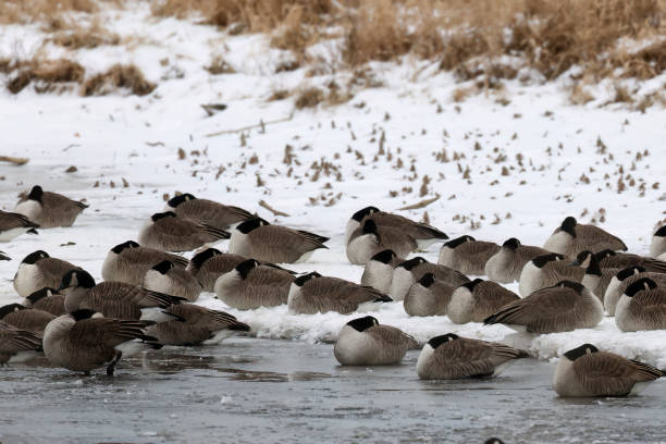 Flock of Canada geese (Branta canadensis) resting on a snowy river bank