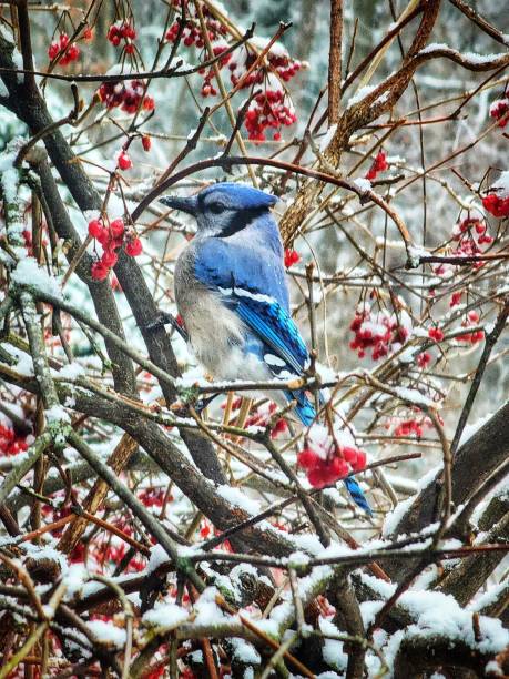 istock Blue Jay in the Berries with Snow 1460508684