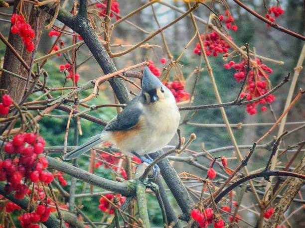 Tufted Titmouse with a Berry Cute Head-Tilt