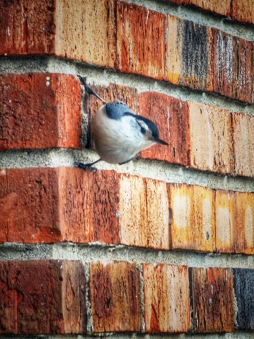 Imagine the grip this White-Breasted Nuthatch has on that wall! Excellent catch with my camera!