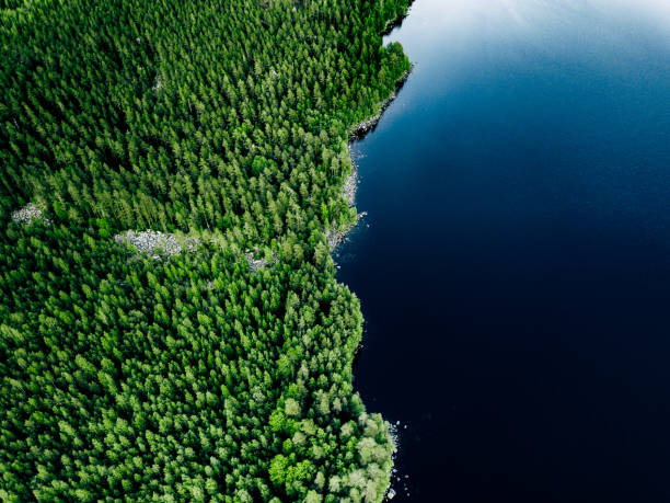 フィンランドの青い湖の石の海岸と松の木のある緑の森の空撮。 - 湖岸 ストックフォトと画像