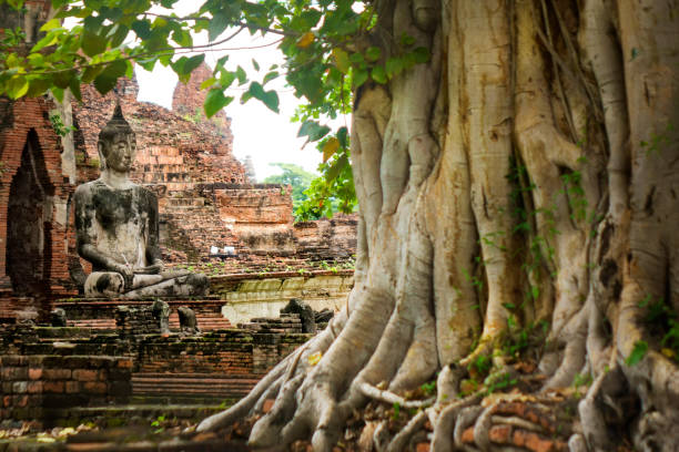 Ancient buddhist temple exterior view in Ayutthaya The Historic City of Ayutthaya, founded in 1350,The ruins of the old city now form the Ayutthaya Historical Park, an archaeological site that contains palaces, Buddhist temples, monasteries and statues ancient brick wall with growing banyan tree roots stock pictures, royalty-free photos & images