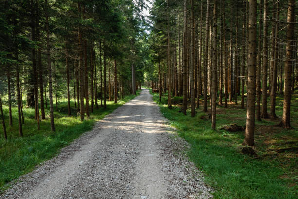 istock Walk through the forest in the Italian Dolomites 1460509755