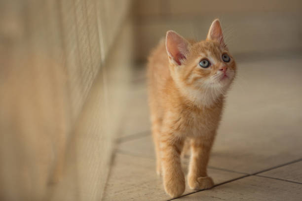 The young kitty is watching the new room with interest