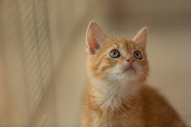 istock The young kitty is watching the new room with interest 1460510064