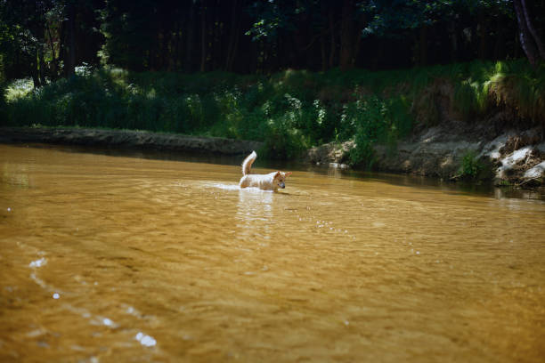 Pembroke Welsh Corgi dog looking for something in the river