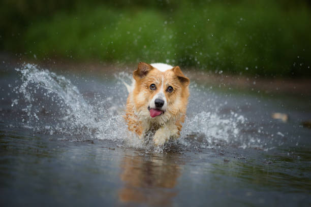 Corgi dog running on water in river a catching stick