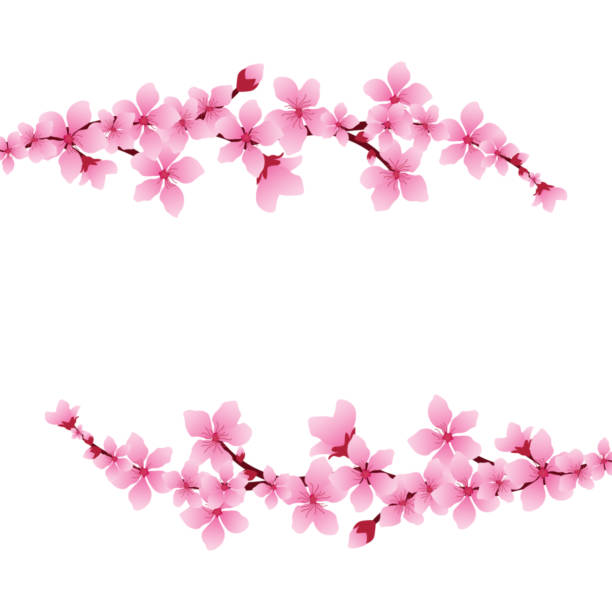 桜の花、ベクターイラストと花の背景。 - sakura petal vector east点のイラスト素材／クリップアート素材／マンガ素材／アイコン素材