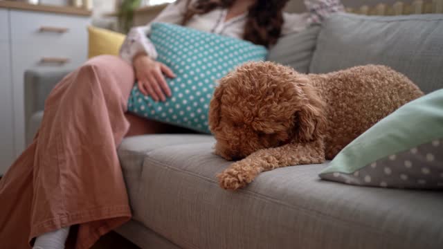 Cute poodle licking his paw on the sofa