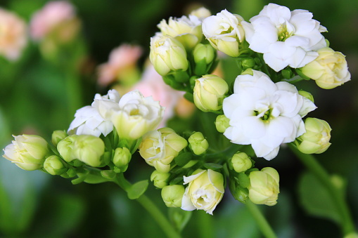 Kalanchoe blossfeldiana is an herbaceous and widely cultivated houseplant of the genus Kalanchoe, native to Madagascar.