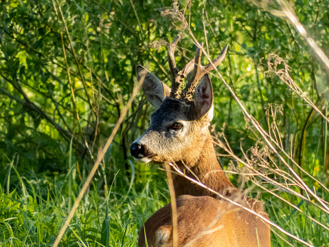 Beautiful Roe deer buck (Capreolus capreolus) standing in meadow in the sun in long green grass in summer