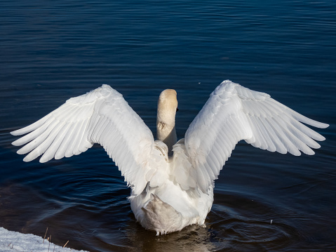 A beautiful adult mute swan (sygnus olor) is standing in shallow water and streaching out its wings. Dark blue winter lake background on a sunny day. View from the back