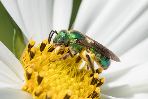 Metallic green wild bee foraging pollen in white garden flower