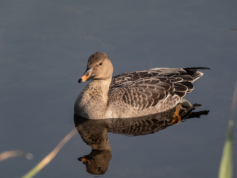 The bean goose (Anser fabalis or Anser serrirostris) swimming in dark water of a pond in bright sunlight in late autumn