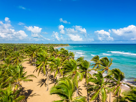 Aerial view over green coconut palm trees. Large wild tropical beach, yellow sand and beautiful turquoise water of the Caribbean sea. Best vacations in Dominican Republic, Punta Cana. High quality photo