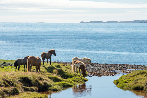 Group of  Icelandic horses in a winter landscape.