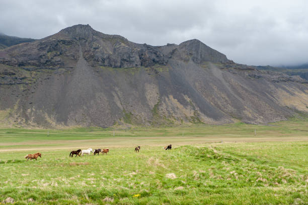 istock Rural landscape in Iceland 1460513411