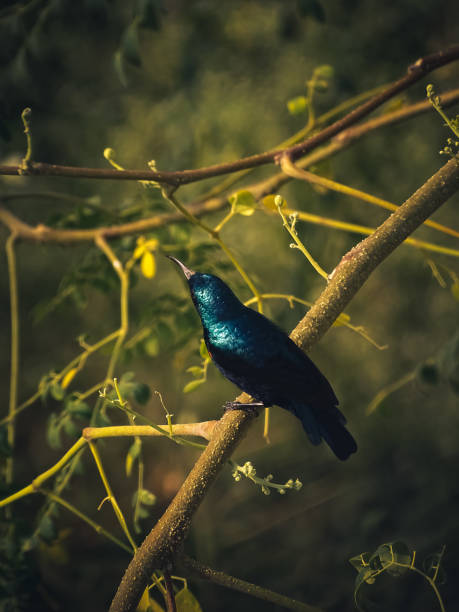 indischer sonnenvogel - greater blue eared glossy starling stock-fotos und bilder