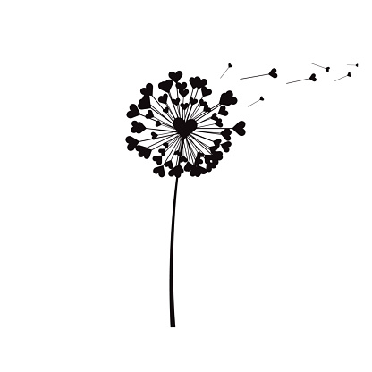 Dandelion love flower, with flying seeds heart shape, vector illustration.