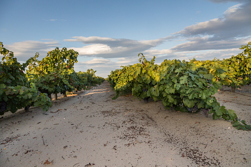 Vineyards in rows in La Rioja, Spain