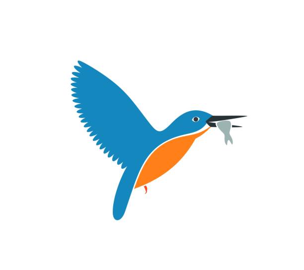 eisvogel vogel logo. isolierter eisvogel auf weißem hintergrund - animals hunting kingfisher animal bird stock-grafiken, -clipart, -cartoons und -symbole
