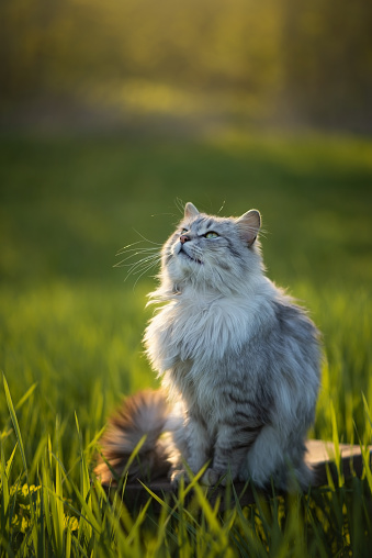 Photo of a beautiful gray cat in the green grass at sunset.