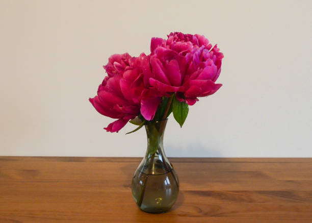 Two pink peony or paeony flowers on a vase on a wooden table against a white wall in full bloom stock photo