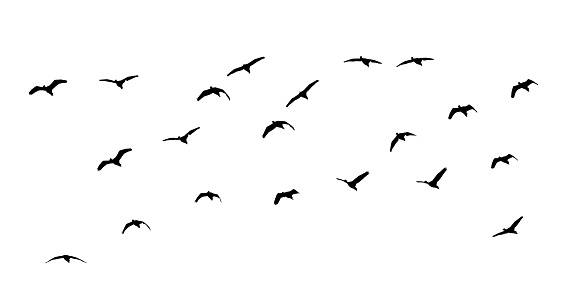 flock of birds backlit isolate