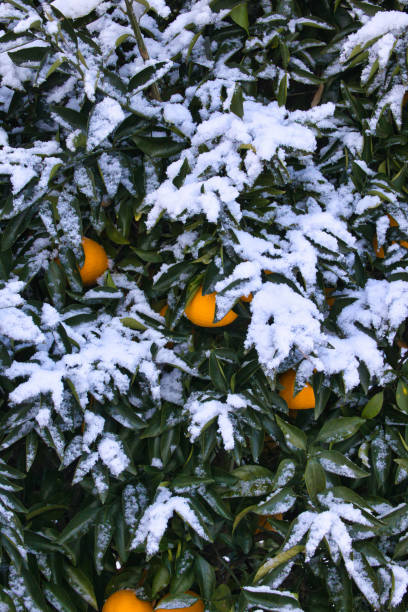 istock A large mandarin orange growing on a snowy tree branch 1460519347