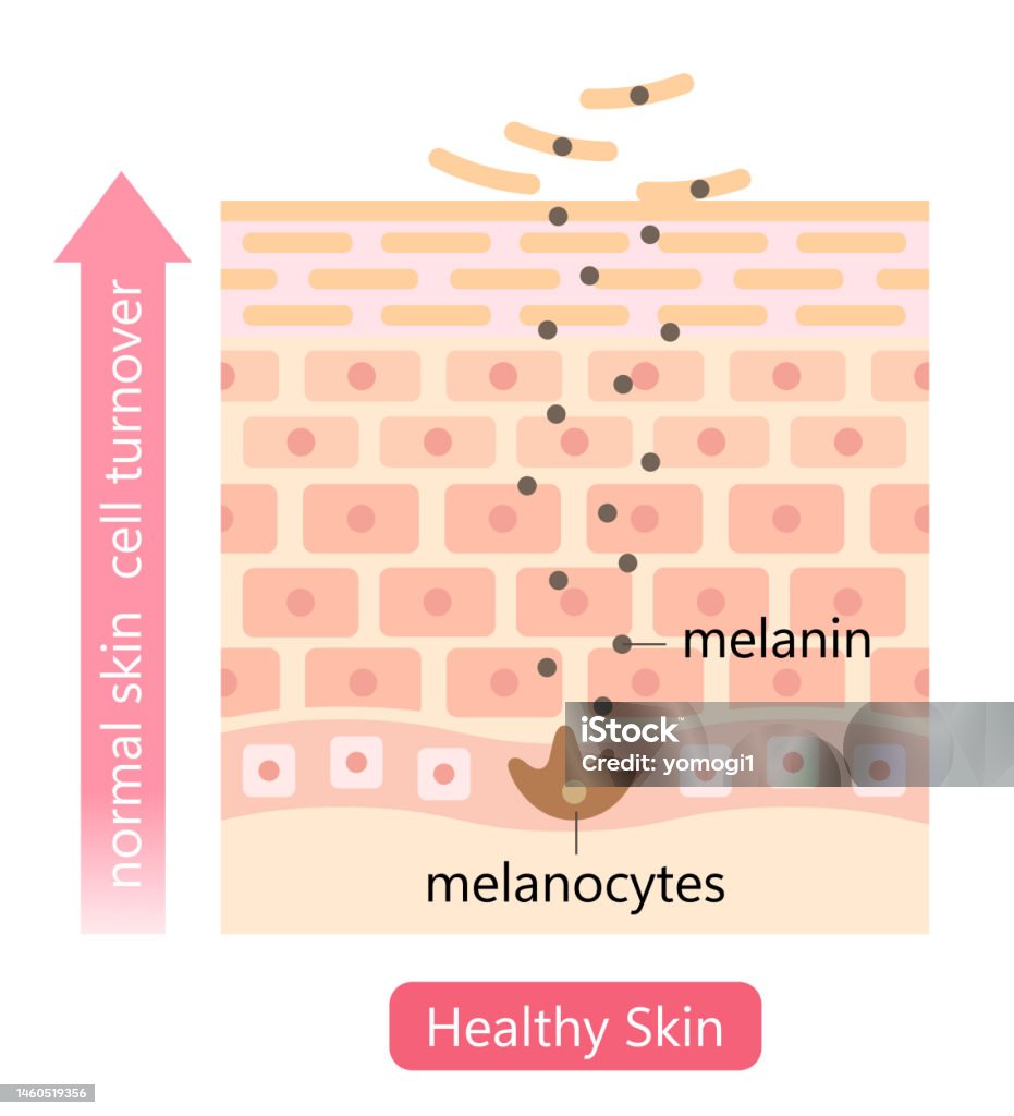 Healthy Skin Cell Illustration Shedding Dead Skin Cells And Replacing Them With Younger Cells Beauty Skin Care Concept Stock Illustration - Download Image Now - iStock