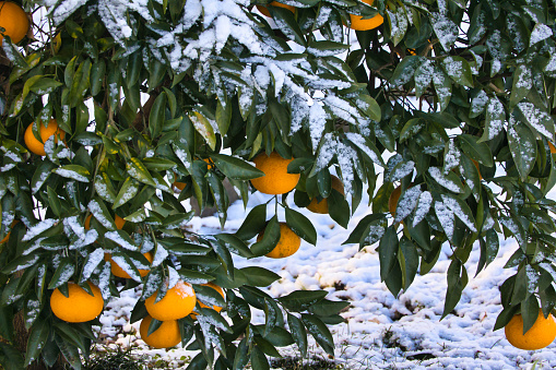 A large mandarin orange growing on a snowy tree branch
