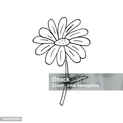 istock camomile hand drawn in doodle style. simple minimalistic line art. monochrome icon. plant. 1460520004